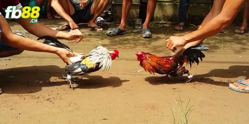 Đá gà tre có gắn cựa dao tạo nên sức hấp dẫn riêng