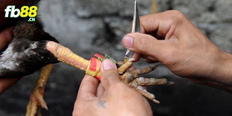 Đá gà cựa dao tại các nhà cái trực tuyến được nhiều bet thủ ưa chuộng