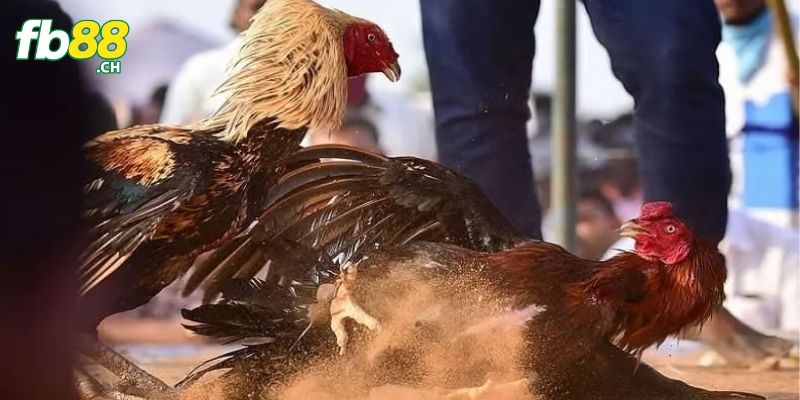 Quy định trong trận chiến kê chơi cựa sắt rất rõ ràng