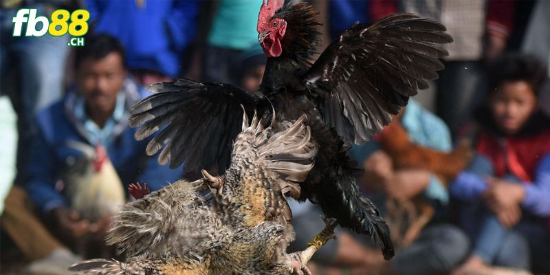 Cần quan sát để chọn kèo đá gà chuẩn xác