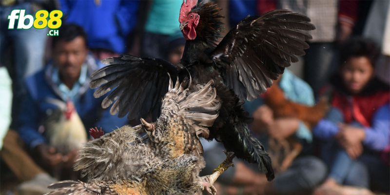 Luật đá gà miền Bắc quy định cụ thể về hạng cân